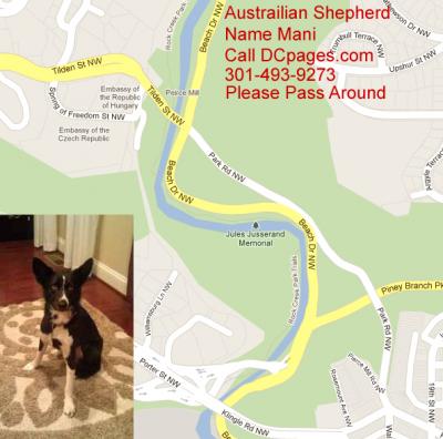 Austrailian-Shepard-Mani-Washington-DC-NE.jpg